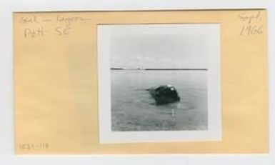 [Seal in Hawaii, envelope IE31-118]