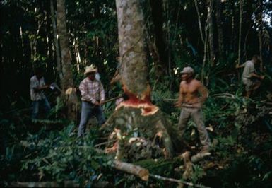 Canoe Making in Niue