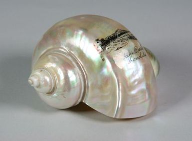 Painted shell