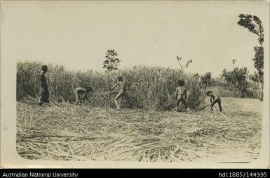 untitled [harvesting]