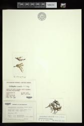 Acanthophora muscoides