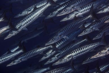 Sphyraena qenie (Blackmargin Barracuda) at Vautoa Ono Reef, Fiji during the 2017 South West Pacific Expedition.