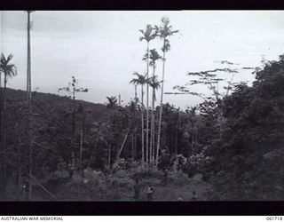 PEAK HILL, NEW GUINEA 1943-12-10. A POSITION OCCUPIED BY THE 2/23RD BATTALION AT THE APPROACHES TO PEAK HILL. THIS WELL FORTIFIED POSITION TOOK FIVE DAYS TO SOFTEN UP AND CAPTURE