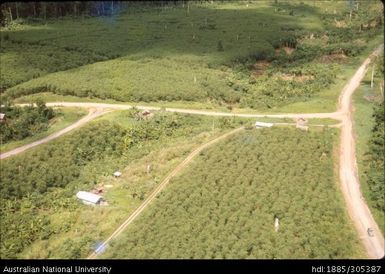 Gurop Cocoa plantation, Popondetta