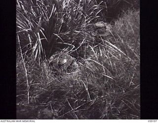 LALOKI VALLEY, NEW GUINEA. 1943-11-05. NCOS OF THE NEW GUINEA FORCE TRAINING SCHOOL (JUNGLE WING) HIDING IN KUNAI GRASS TO SHOW THE DIFFERENCE IN THE CAMOUFLAGE EFFECT OF THE OLD TYPE (LEFT) AND ..