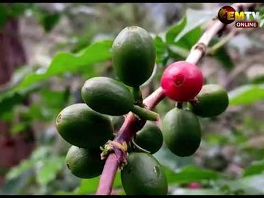 COFFEE FARMERS PLIGHT