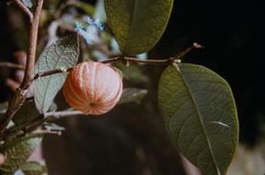 [Glochidion leaves and fruit close-up in Kainantu, Papua New Guinea]