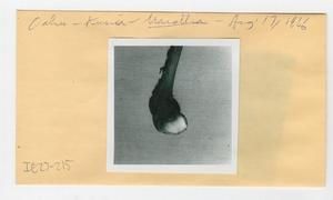 [Marattia in Hawaii, envelope IE27-215]