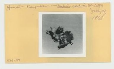 [Kokia rockii in Hawaii, envelope IE26-172]