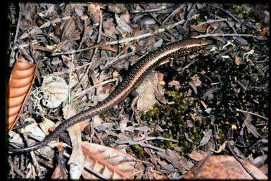 Skink sp.