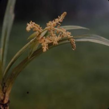 [Astelia close-up in Kohala, United States]