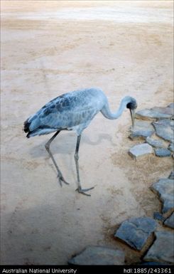 Brolga at Borroloola