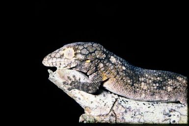 Eurydactylodes vieillardi