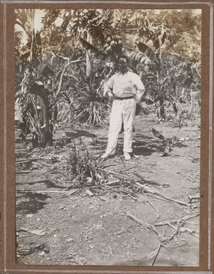 Paw Paw Plantation, Papua New Guinea, 1914