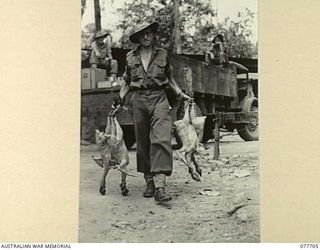 BOUGAINVILLE ISLAND. 1944-12-24. QX54546 CORPORAL N. ROSE, 9TH INFANTRY BATTALION ISSUING CHRISTMAS TURKEYS TO THE UNIT