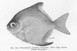 Monodactylus argenteus (Linnaeus). From Apia, Samoa. Family Scorpididae