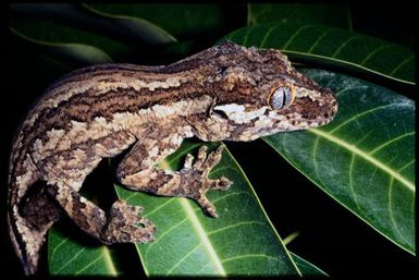 Rhacodactylus auriculatus