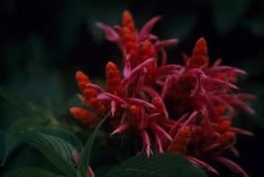 [Unidentified red flowering plant close-up from Honolulu, United States]