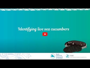 Sea cucumbers and beche-de-mer in the Pacific Islands: Identifying live sea cucumbers