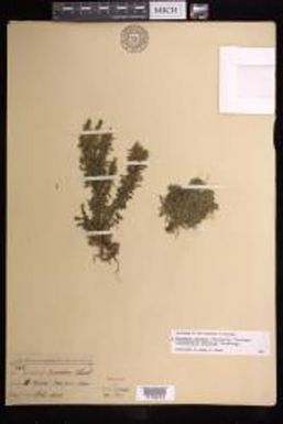 Huperzia serrata