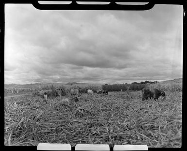 Cattle in the sugar plantation, Lautoka, Fiji