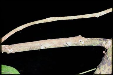 Eurydactylodes agricolae