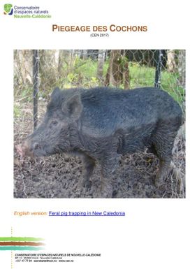 Piegeage des cochons = Feral pig trapping in New Caledonia, Breves