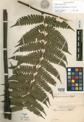 Athyrium enorme