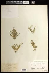 Oberonia muriculata