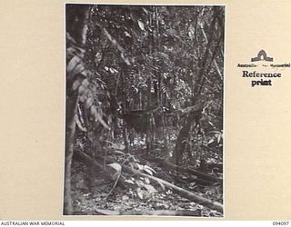 SANANANDA TRAIL, NEW GUINEA, 1945-06-28. AN AUSTRALIAN MOSQUITO NET STILL IN POSITION BESIDE THE SANANANDA TRAIL