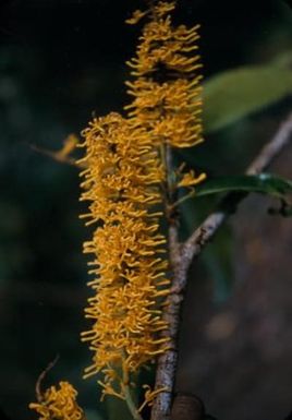 [Unidentified plant from Morobe Province, Papua New Guinea]