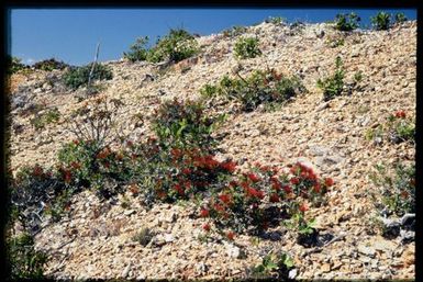 Metrosideros in flower
