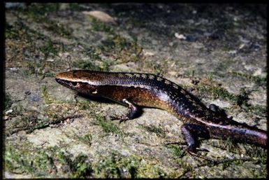 Caledoniscincus orestes