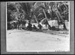 Village on the beach, Rennell Island