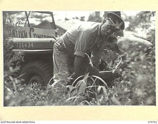 MADANG, NEW GUINEA. 1944-07-16. MAJOR HEARNE, OFFICER- IN- CHARGE, AUSTRALIAN COMFORTS FUND ASSISTING TO CLEAR A JEEP FROM A TANGLE OF JUNGLE VINES