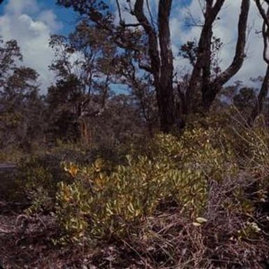 [Scaevola kilaueae at Hawaii Volcanoes National Park, United States]