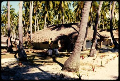 Thatching a bure in Fiji, 1971