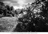 Clearing visible from a trail on Bikini Island, summer 1964