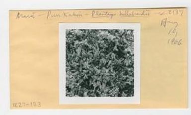 [Plantago hillebrandii in Hawaii, envelope IE27-123]