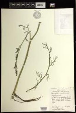 Ceratopteris thalictroides subsp. gaudichaudii