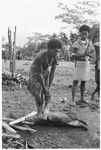 Srangling a pig by stepping on its throat for feast in 'Oloburi