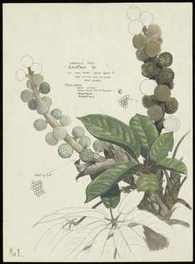 Fruit of a Schefflera? sp., family Araliaceae, Tomba region, New Guinea, 1970? / William T. Cooper