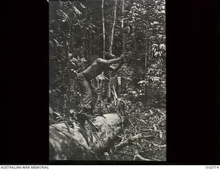 NADZAB, NEW GUINEA. C. 1944-02. LEADING AIRCRAFTMAN B. L. WALKER, DANDENONG, VIC, CHOPPING A FALLEN TREE INTO SUITABLE LENGTHS FOR HAULING THROUGH THE JUNGLE TO A SAWMILL OPERATED BY NO. 62 MOBILE ..