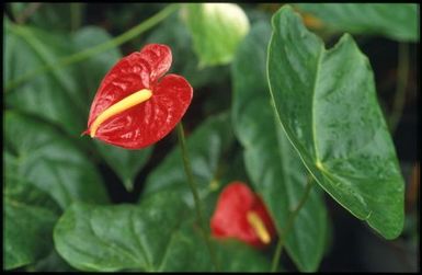 Red anthuruim flower