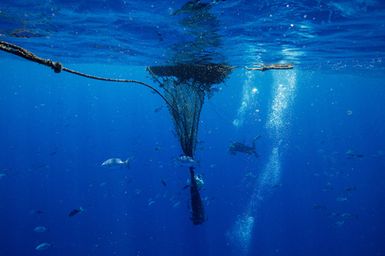 A FAD (Fish Aggregation Device) off the Coast of Yagasa Lagoon, Fiji during the 2017 South West Pacific Expedition.