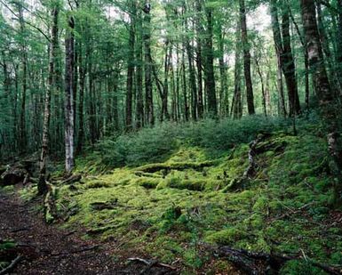 Mountain beech, Fiordland