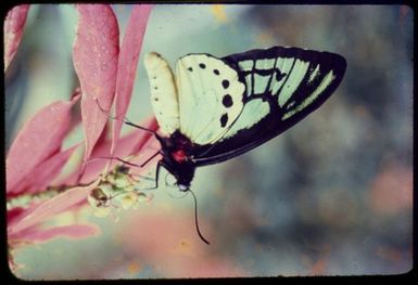 Ornithoptera priamus