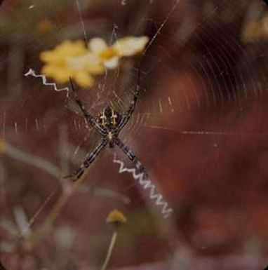 [Arigope appensa on Laysan Island, United States]