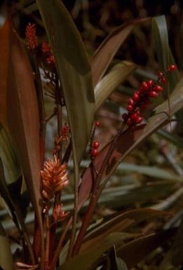 [Renealmia alpinia close-up in Papua New Guinea]