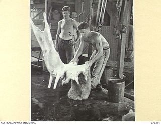 MILNE BAY, NEW GUINEA, 1944-02-12. QX47082 PRIVATE E.S. WILBRAHAM (1) OF NO.1 PLATOON 2/1ST FIELD BUTCHERY COMPANY, SKINNING A SHEEP AT THE SLAUGHTER YARDS